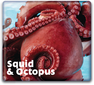 Squid & Octopus